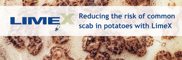 How to reduce the risk of common scab in potatoes with LimeX