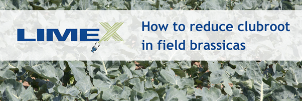 How to reduce clubroot in field brassicas